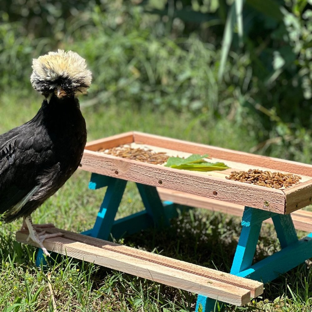 Meet your Posher, Ashley